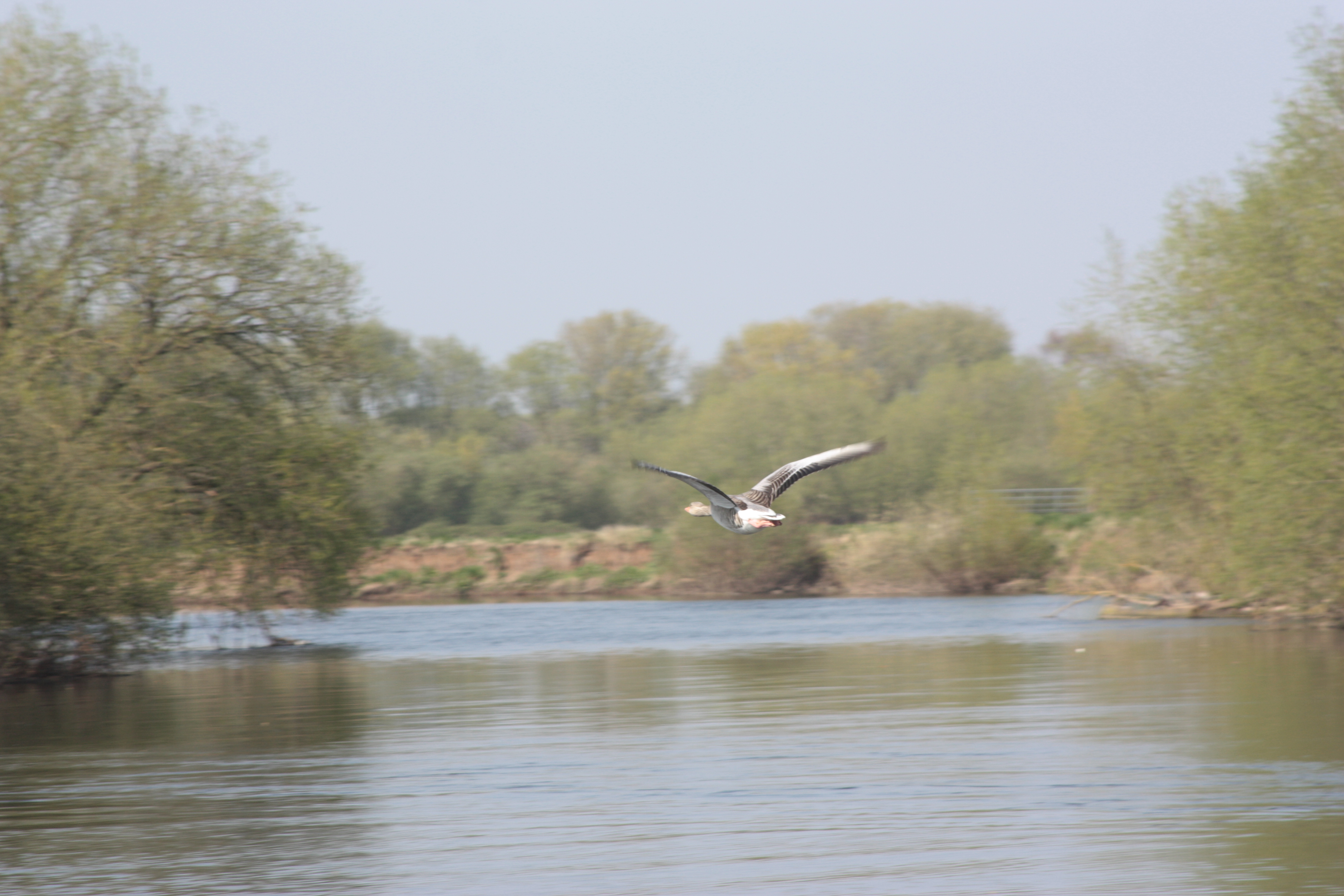 [
Greylag goose.  Near Barton Island, River Trent.  21 April, 2015.
        ]