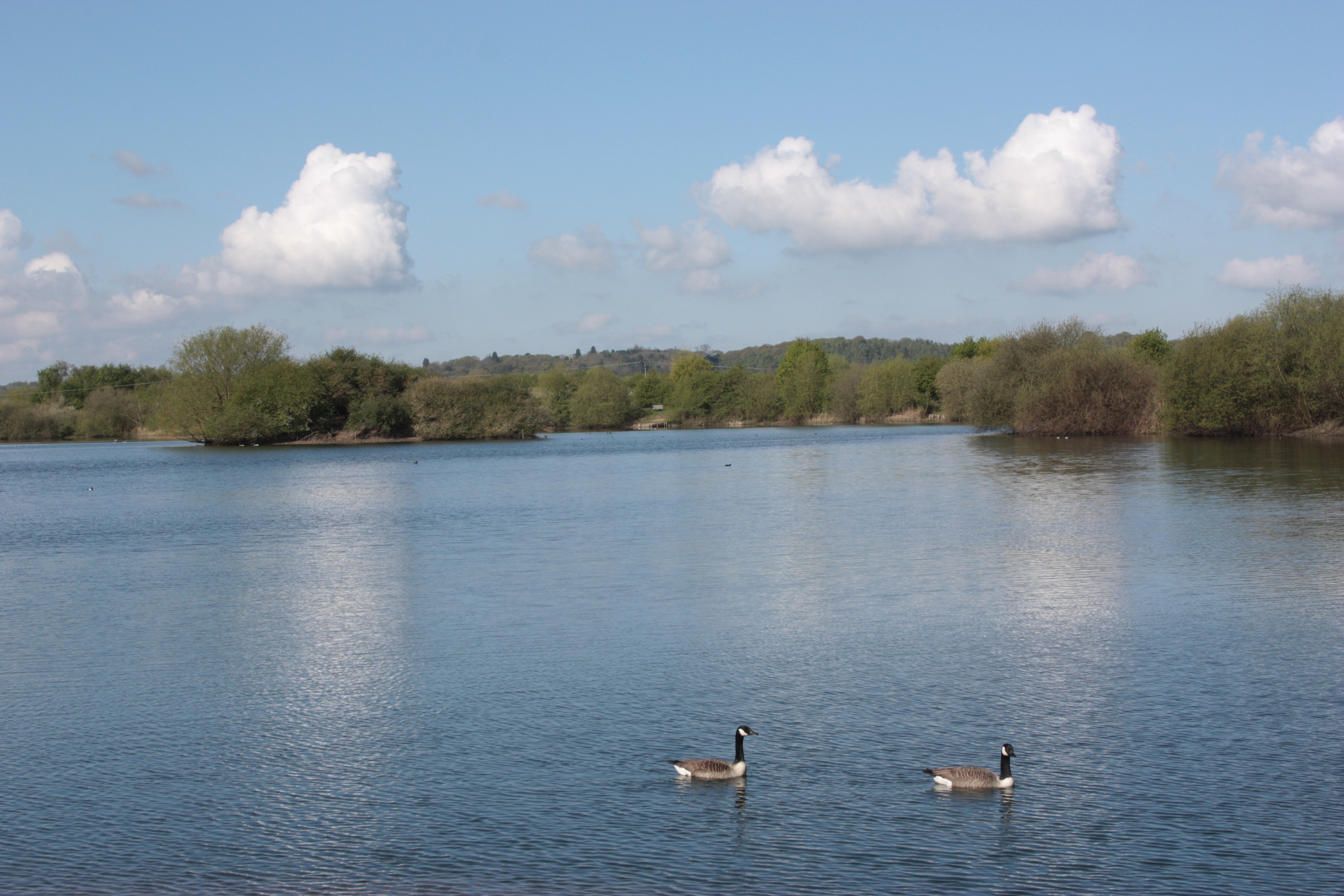 [
Canada geese.  Branston Water Park.  26 April, 2015.
        ]
