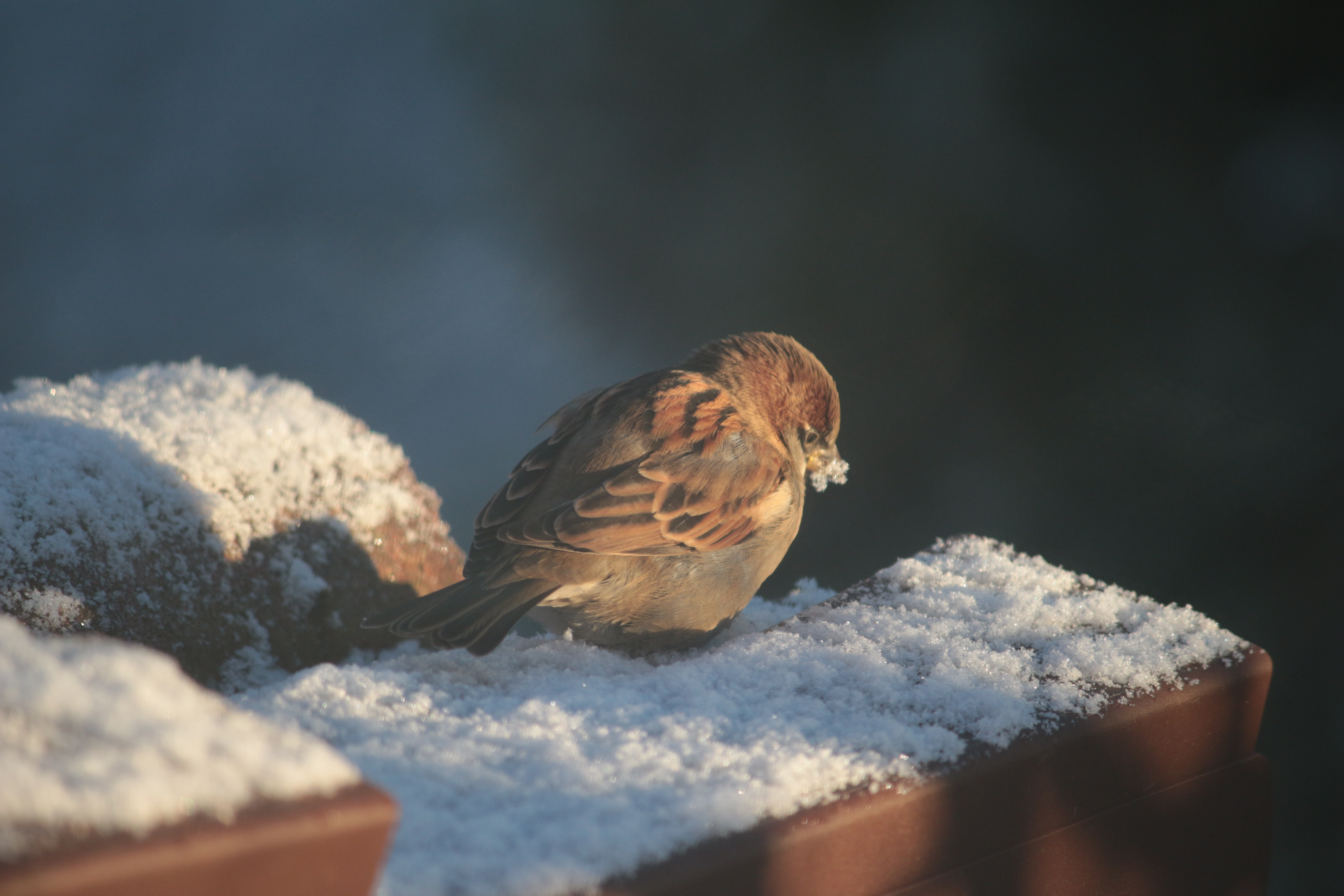 [
Birds in the front garden.  11 December 2017.
        ]