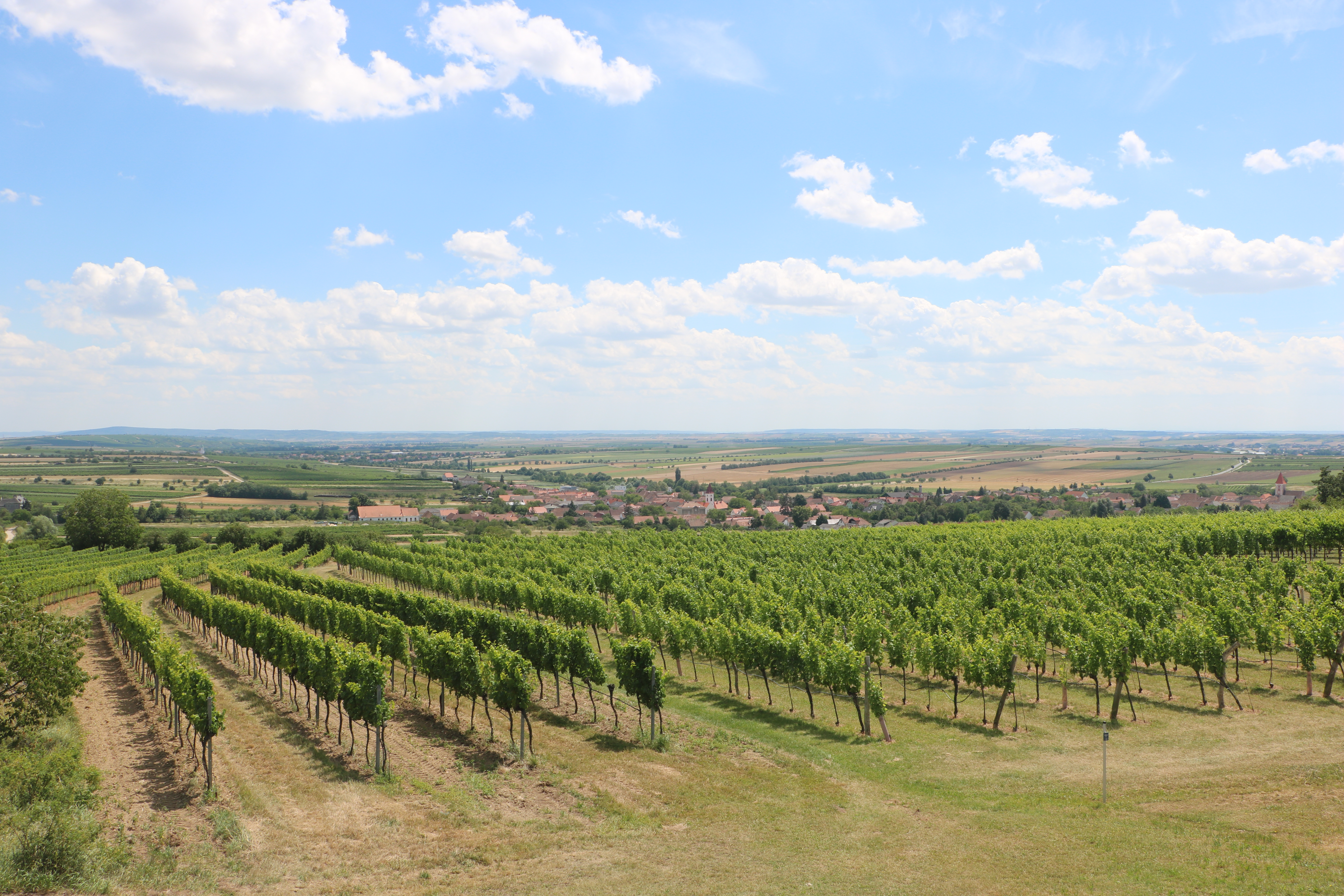 [
Krajina bl&iacute;zko Retzbach.  16 July 2022.
        ]