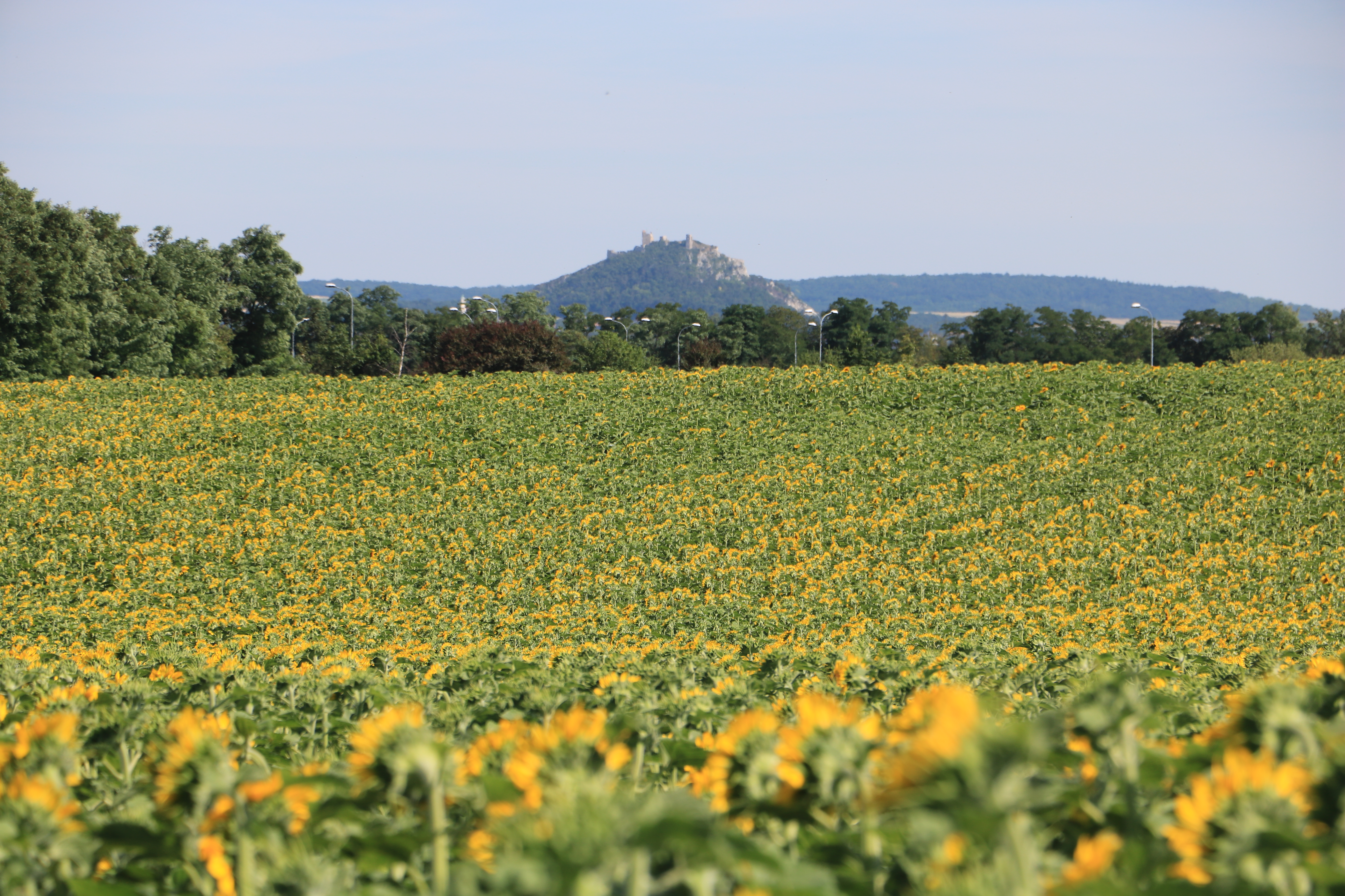 [
Staatz.  29 June 2019.
        ]