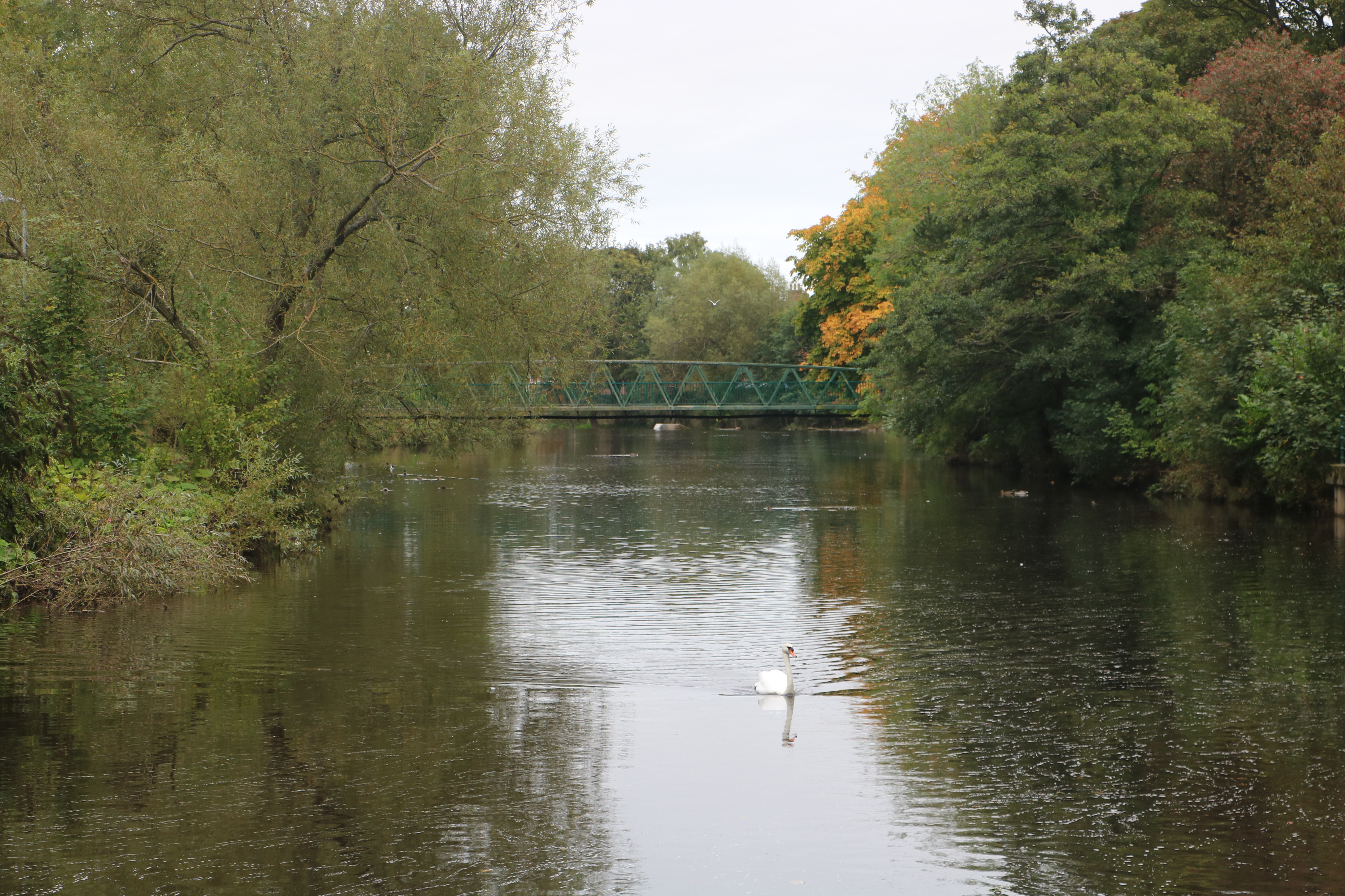 [
River Wansbeck, Morpeth.  30 September 2019.
        ]