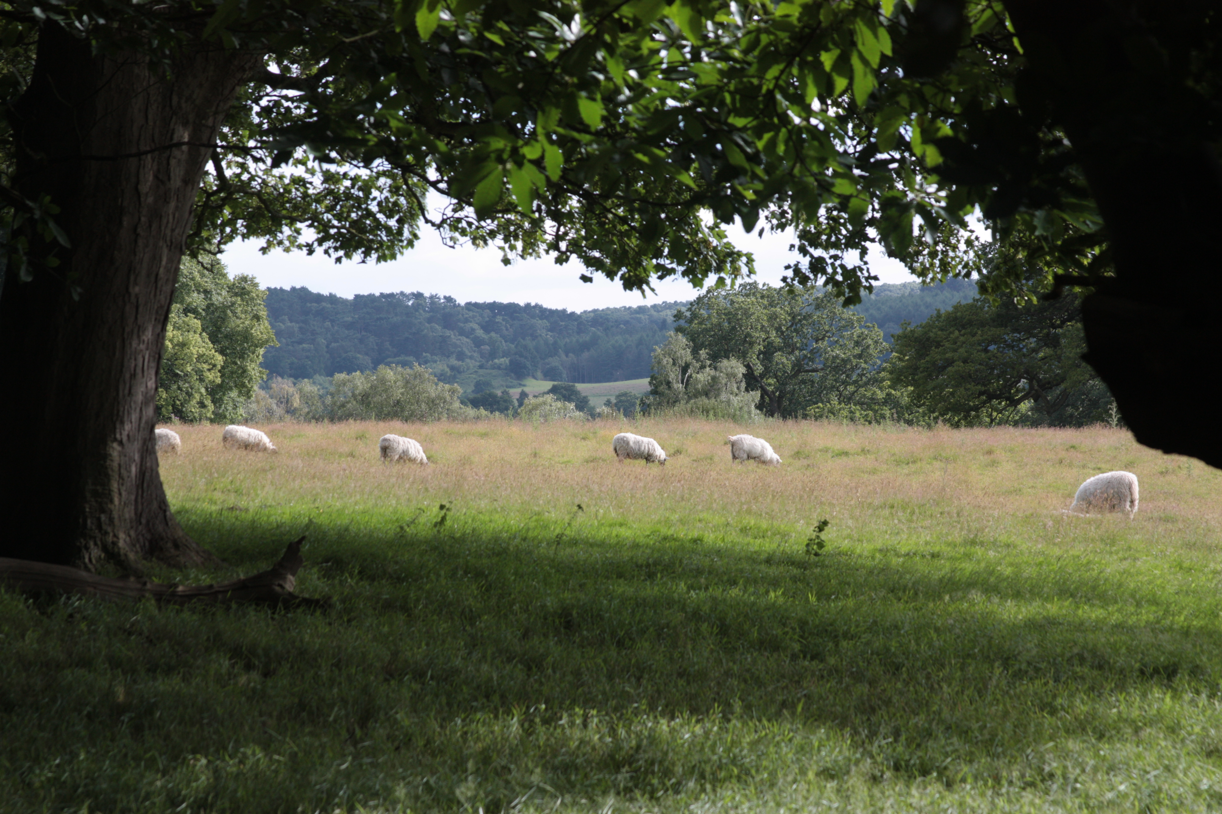 [
Sheep.  Near Great Haywood.  10 July 2016.
        ]
